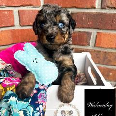 Wednesday Addams - female Australian Mountain Doodle puppy in Corydon, Indiana from Ridgeline Doodles