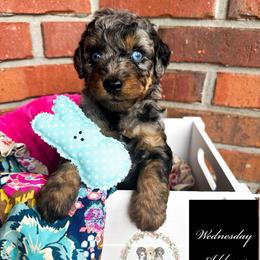 Wednesday Addams - female Australian Mountain Doodle puppy in Corydon, Indiana from Ridgeline Doodles