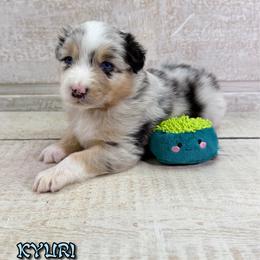 Kyuri - Blue merle male Australian Shepherd puppy in Jonesborough, Tennessee from Lotus Australian Shepherds