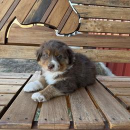 Alf - Red tri-color male Australian Shepherd puppy in Wichita Falls, Texas from Spotted Mule Aussies