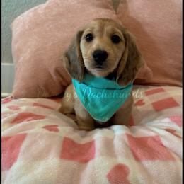 Dachshund Puppies from Dooney's Dachshunds
