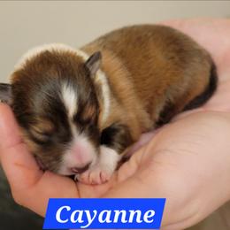 Cayanne - Sable and white male Shetland Sheepdog puppy in Kaycee, Wyoming from Heavenly Shelties