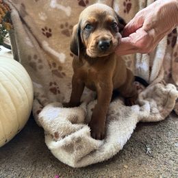 Redbone Coonhound Puppies from Morris’s redbones