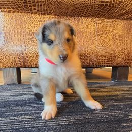 Red - Blue merle male Collie puppy in Edgar, Wisconsin from Pond View Collies