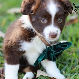 Australian Shepherd, Miniature American Shepherd, Miniature Australian Shepherd, and Toy Australian Shepherd Puppies from TK Standard, Mini, & Toy Aussies