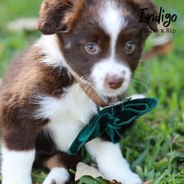 Australian Shepherd, Miniature American Shepherd, Miniature Australian Shepherd, and Toy Australian Shepherd Puppies from TK Standard, Mini, & Toy Aussies