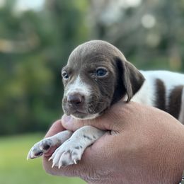 Mini - Liver and white female German Shorthaired Pointer puppy in Six Mile, South Carolina from Proper Pointers