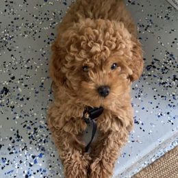 Bernedoodle and Goldendoodle All Grown Up from TurkeyCreek Doodles