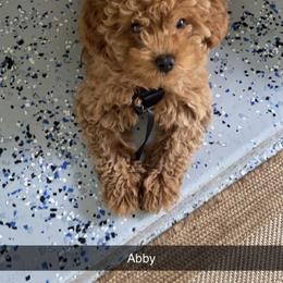 Bernedoodle and Goldendoodle All Grown Up from TurkeyCreek Doodles