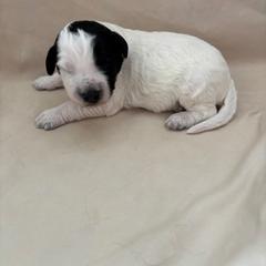 Cosmo - White and black male Bordoodle puppy in Indianapolis, Indiana from Indiana Bordoodles