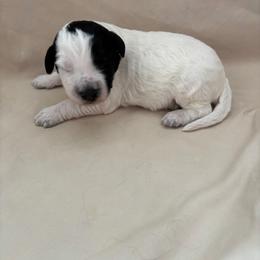 Cosmo - White and black male Bordoodle puppy in Indianapolis, Indiana from Indiana Bordoodles