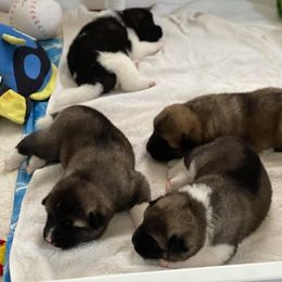 Akita Puppies from Excel Shu-Ku Akitas