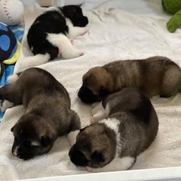 Akita Puppies from Excel Shu-Ku Akitas