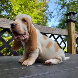 Aryana - Red and white female Basset Hound puppy in Denison, Texas from Emma Lou's Baby Bassets