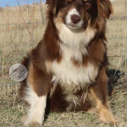 Evee - Australian Shepherd