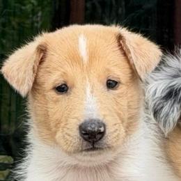 Henry - Sable merle male Collie puppy in Nine Mile Falls, Washington from Glenelg Collies