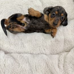 Dachshund puppies from Miniweeniedoxies