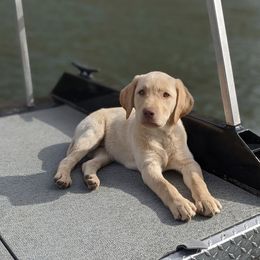 Oakley - Labrador Retriever