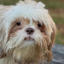 Isabella - Shih Tzu
