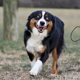 Sioux - Miniature Australian Shepherd