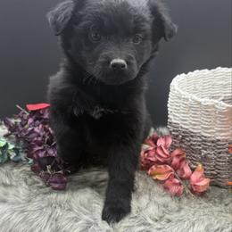 Penny - Black & white female Miniature Australian Shepherd puppy in Missouri from Country Legends Aussies & Corgis