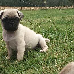 Boy 3 - Fawn male Pug puppy in Marshville, North Carolina from adorable pug puppies