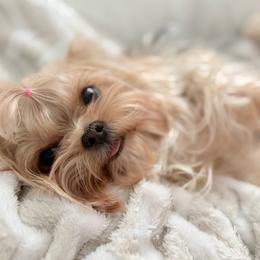 Yorkshire Terrier puppies from Kimora’s Kreation’s Kennel