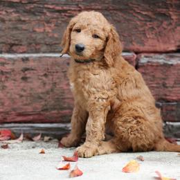 Onyx - Black collar - Red  male Goldendoodle puppy in Puyallup, Washington from Dawnie’s Doodles