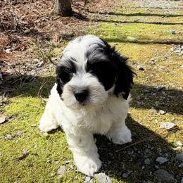Paxton - Tri-color male Cavapoo puppy in Oak Island, North Carolina from Carolina Cavapoos