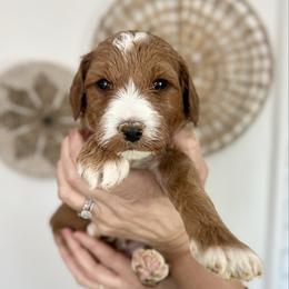 Magnolia 'Nolie' - Red  female Goldendoodle puppy in S AI Nt John, Indiana from Lulu's Goldendoodles