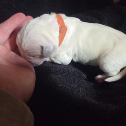 Sargent - orange - White and black male Dalmatian puppy in Palmer, Massachusetts from Delaney's Dalmatians 2