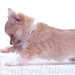 Chihuahua Puppies from BonBon Chihuahuas