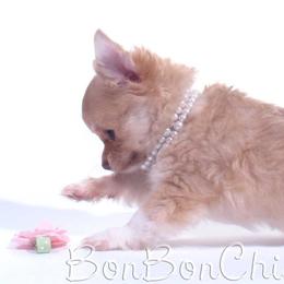 Chihuahua Puppies from BonBon Chihuahuas