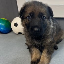 Girl 2 - Sable female German Shepherd puppy in Sharon Grove, Kentucky from Julie’s Shepherds