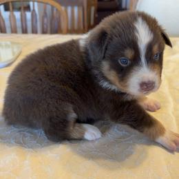 Audry - Red tri-color female Australian Shepherd puppy in Esparto, California from Cutting Up Ranch  Australian Shepherds