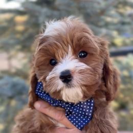 Bernedoodle, Cavapoo, and Goldendoodle Puppies from Blackberry Farm Puppies