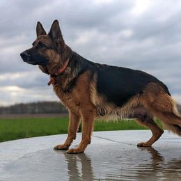 Purk - German Shepherd