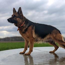 Purk - German Shepherd