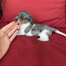 Dachshund Puppies from BJGM Dachshunds