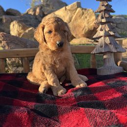 Tinsel - Apricot female Aussiedoodle puppy in Riverside, California from Just Loving Doodles