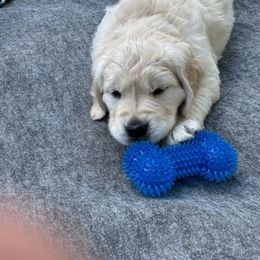Golden Retriever Puppies from Royal Golden's