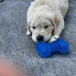 Golden Retriever Puppies from Royal Golden's