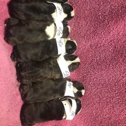 Boston Terrier Puppies from Little Daemons Boston Terriers