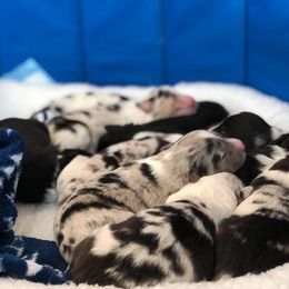 Australian Shepherd Puppies from Libby’s Aussies