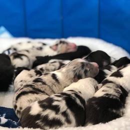 Australian Shepherd Puppies from Libby’s Aussies