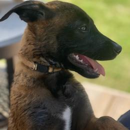 Katara - Mahogany female xDutch Shepherd puppy in Chelsea, Alabama from Alliance K9
