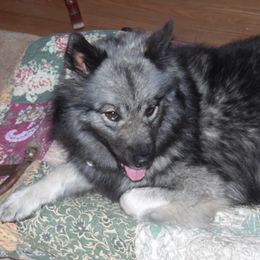 Keeshond Puppies from Keeshond Country Paradise