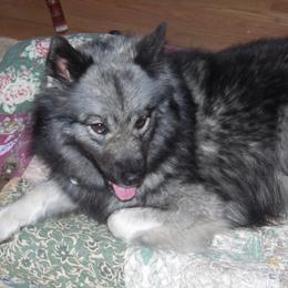 Keeshond Puppies from Keeshond Country Paradise