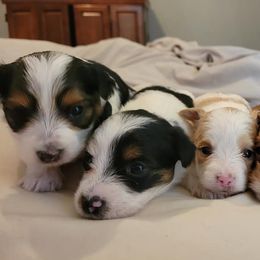 Morkies from Christina's Morkies