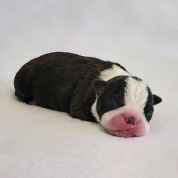 Boston Terrier Puppies from White Valley Boston Terriers